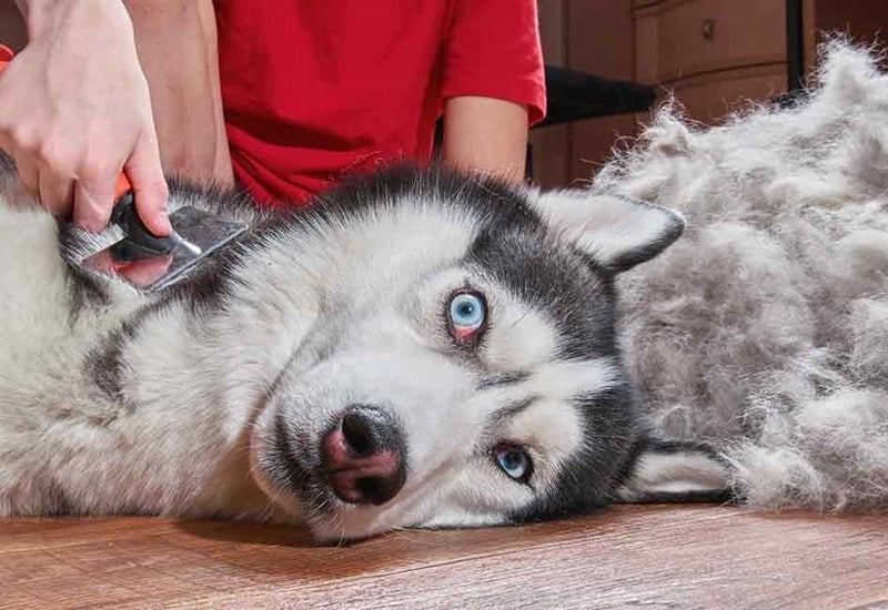 Nuôi Husky có khó không? Cách chăm sóc, nuôi chó ngáo Husky - Học viện đào  tạo cắt tỉa thú cưng chuẩn Quốc Tế